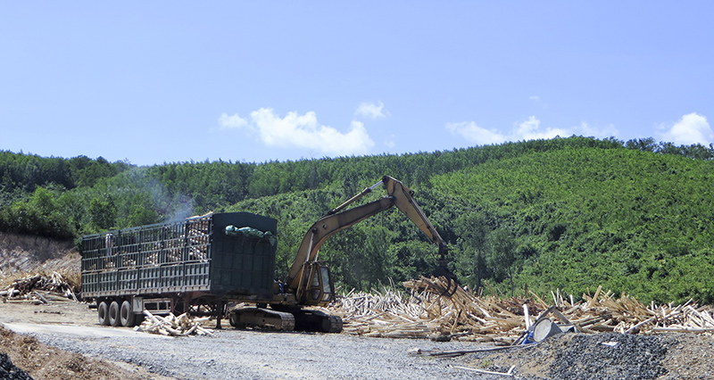 Khai thác và chế biến gỗ rừng trồng là lĩnh vực được HĐND tỉnh quan tâm kiểm tra giám sát. Ảnh: PV